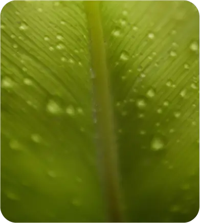 Imagen de Hoja