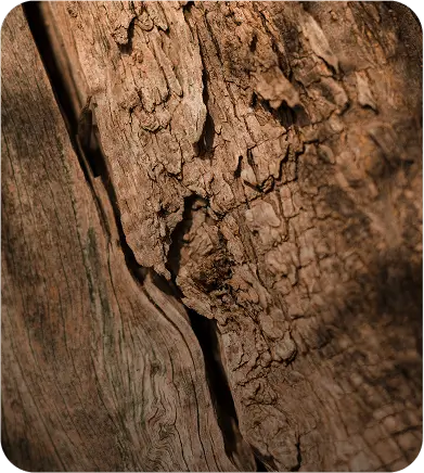 Imagen de Hoja